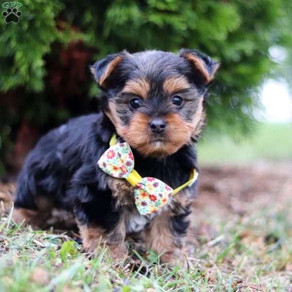 Jamey, Yorkie Puppy